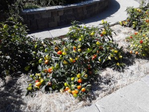 tomatoes at cap pub radio