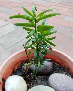 MEP ancestralyewpotted